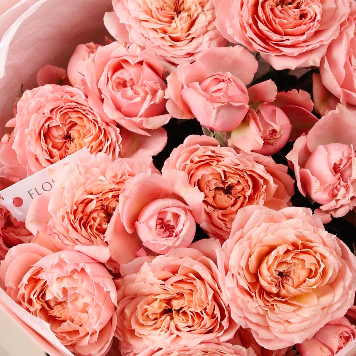 kustovaya roza pionovidnaya 7